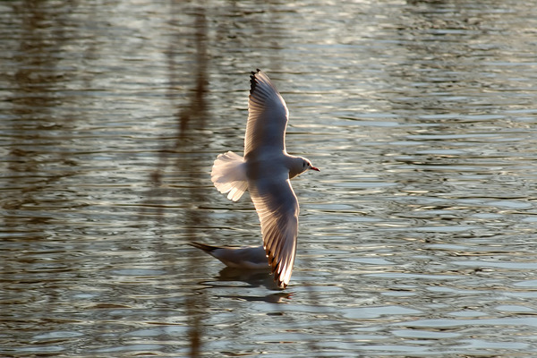 Gliding Gull
[b]Location[/b]: Wasserpark, Vienna, Austria
