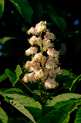 Chestnut Blossom
