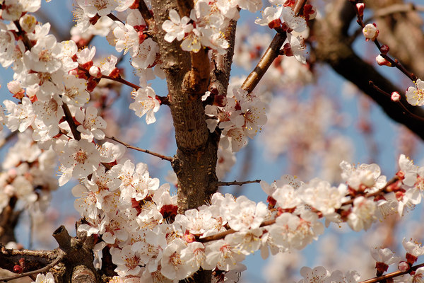White Cherry Blossom
