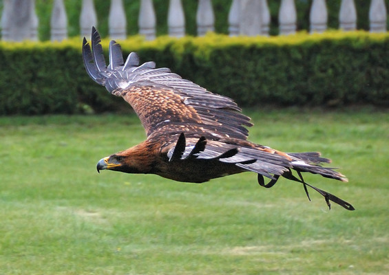 Eastern Imperial Eagle in Flight
[b]Location[/b]: Rosenburg, Waldviertel, Austria
