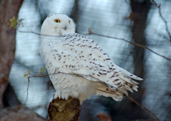 Snowy Owl
[b]Location[/b]: Tierpark SchÃ¶nbrunn, Vienna, Austria
