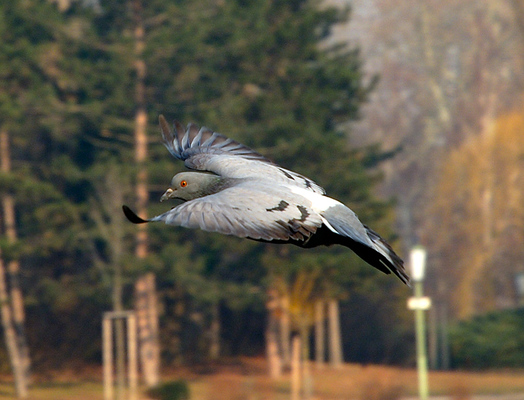 Pigeon in Flight
[b]Location[/b]: Wasserpark, Vienna, Austria
