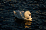 Swan_in_Black_Water.jpg