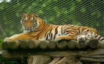 Sibirian_Tiger.jpg