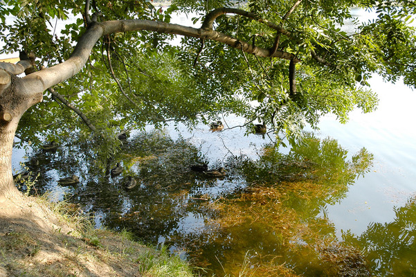 Leaf Canopy over Water with Ducks
[b]Location[/b]: Alter Donau, Vienna, Austria
