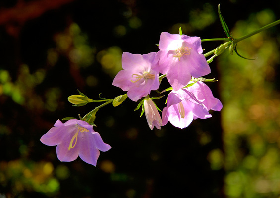 Violet Flowers
