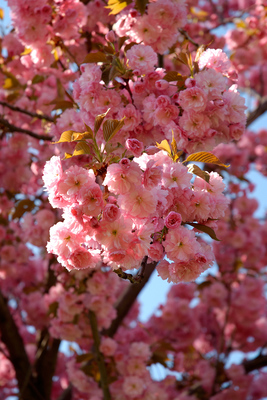 Japanese Ornamental Cherry Blossom
